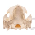 Real Peccary Skull – No Mandible