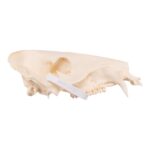 Real Peccary Skull – No Mandible