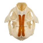 Real North American Porcupine Skull
