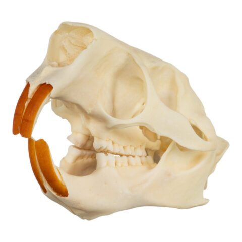 Real North American Porcupine Skull
