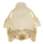 Real North American Porcupine Skull