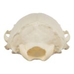 Real American River Otter Skull