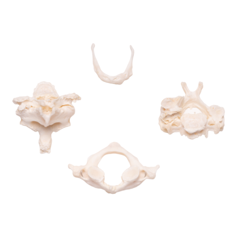 Real Research Quality Human Vertebrae and Hyoid