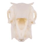 Replica Rabbit Skull