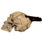 Replica Spanish Conquistador Human with Broad Ax Trauma Skull