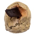 Replica Spanish Conquistador Human with Broad Ax Trauma Skull