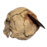 Replica Spanish Conquistador Human with Broad Ax Trauma Skull