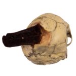 Replica Spanish Conquistador Human with Broad Ax Trauma Skull