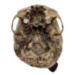 Replica Spanish Conquistador Human with Broad Ax Trauma Skull