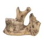 Replica Spanish Conquistador Human with Broad Ax Trauma Skull