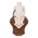 Real Domestic Pig Skull On Plaque