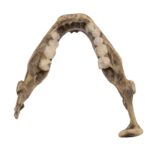 Replica Spanish Conquistador Human with Broad Ax Trauma Skull