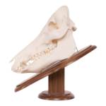Real Domestic Pig Skull On Plaque