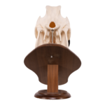 Real Domestic Pig Skull On Plaque