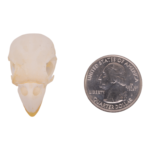 Real Parrot Skull