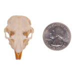 Real Botta’s Pocket Gopher Skull