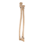 Real Human Ulna and Radius – Antique, Articulated