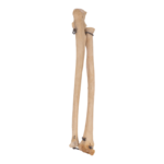 Real Human Ulna and Radius – Antique, Articulated