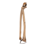 Real Human Ulna and Radius – Antique, Articulated
