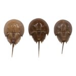 Real Horseshoe Crab Molt