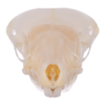 Real Broad-footed Mole Skull