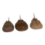 Real Horseshoe Crab Molt