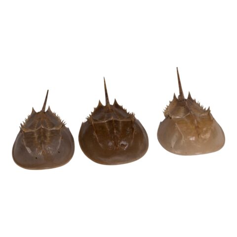 Real Horseshoe Crab Molt