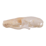 Real Broad-footed Mole Skull