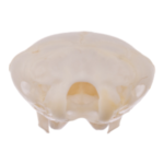 Real Broad-footed Mole Skull