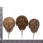 Real Horseshoe Crab Molt