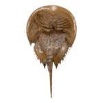 Real Horseshoe Crab Molt