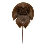 Real Horseshoe Crab Molt