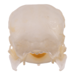 Real Parrot Skull