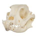 Real Domestic Dog Skull – Boxer