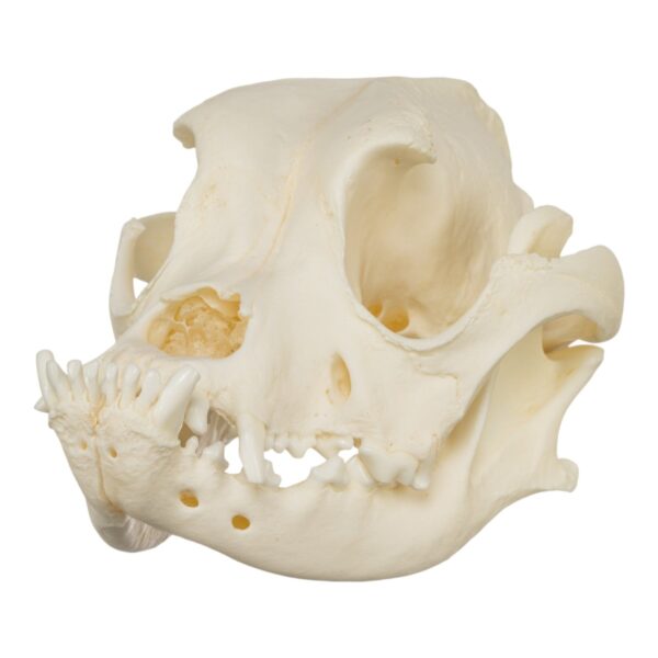 Real Domestic Dog Skull – Boxer