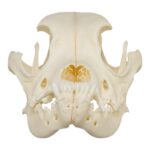 Real Domestic Dog Skull – Boxer