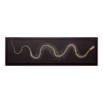 Real Non-venomous Snake Skeleton – Economy