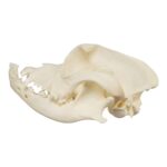 Real Domestic Dog Skull – Boxer