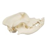 Real Domestic Dog Skull – Boxer