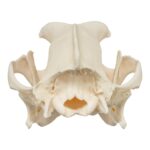Real Domestic Dog Skull – Boxer