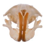 Real Botta’s Pocket Gopher Skull