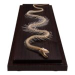 Real Non-venomous Snake Skeleton – Economy