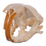 Real Botta’s Pocket Gopher Skull