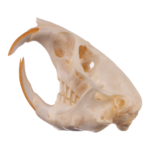 Real Botta’s Pocket Gopher Skull