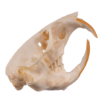 Real Botta’s Pocket Gopher Skull