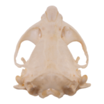 Real Botta’s Pocket Gopher Skull