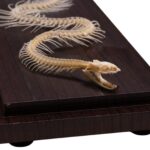 Real Non-venomous Snake Skeleton – Economy