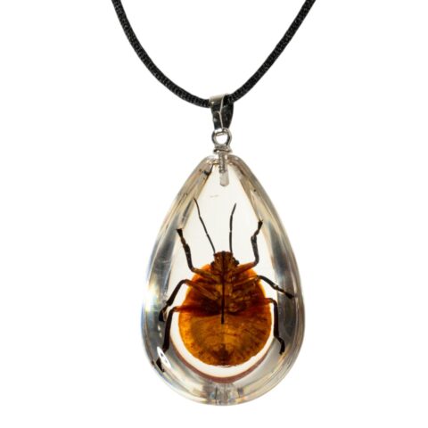Real Shield Bug in Acrylic Necklace