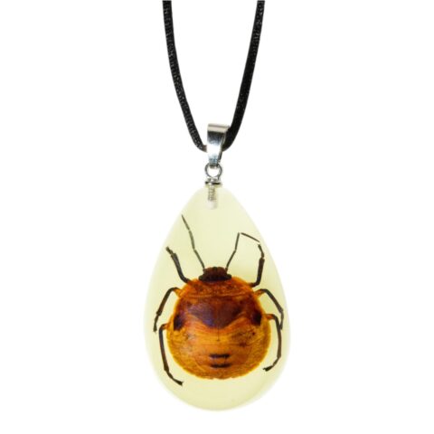 Real Shield Bug in Acrylic Necklace