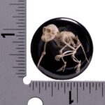 SKELETONS: Museum of Osteology Skulls and Skeletons Button – Single